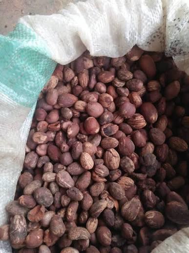 Shea nut