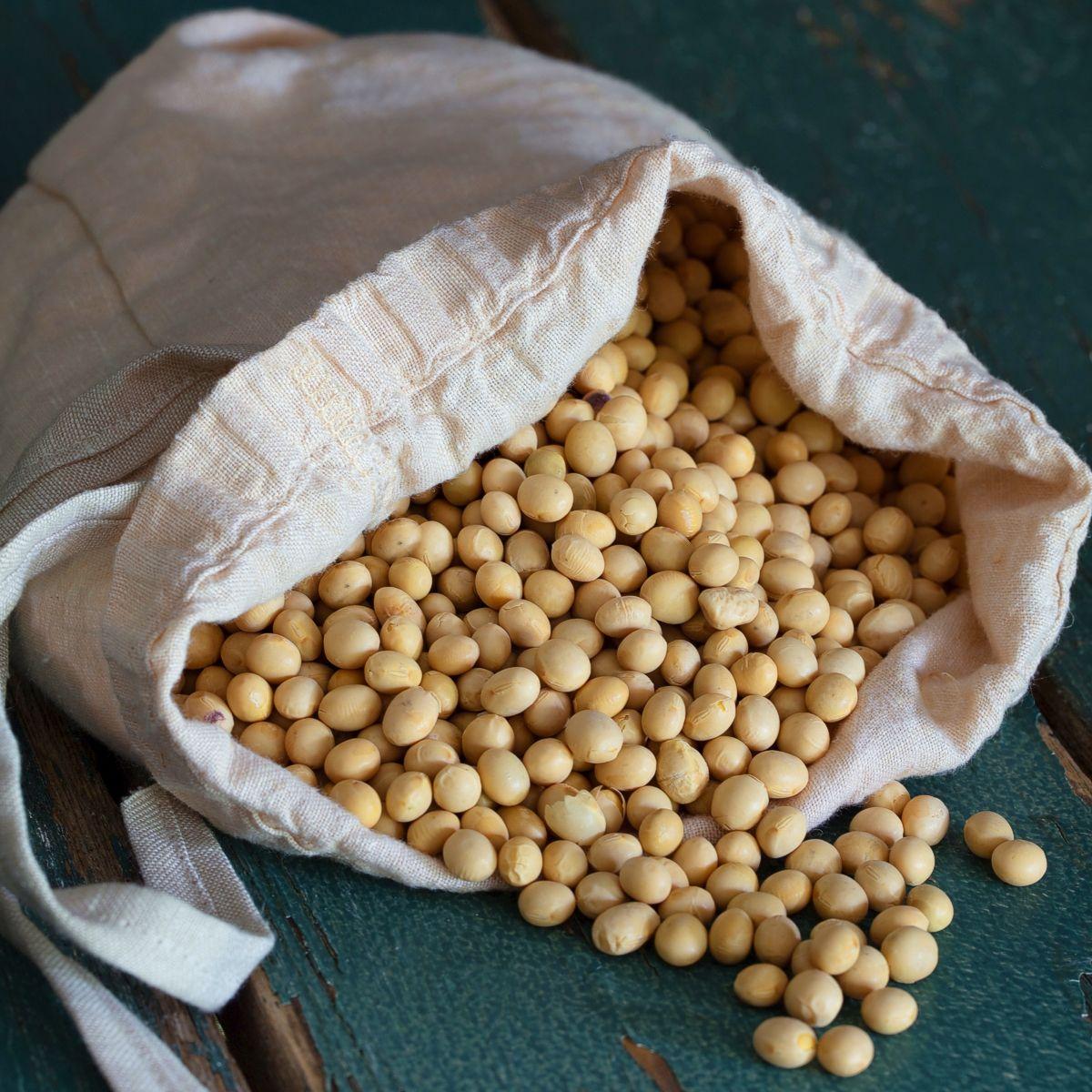 Soybean